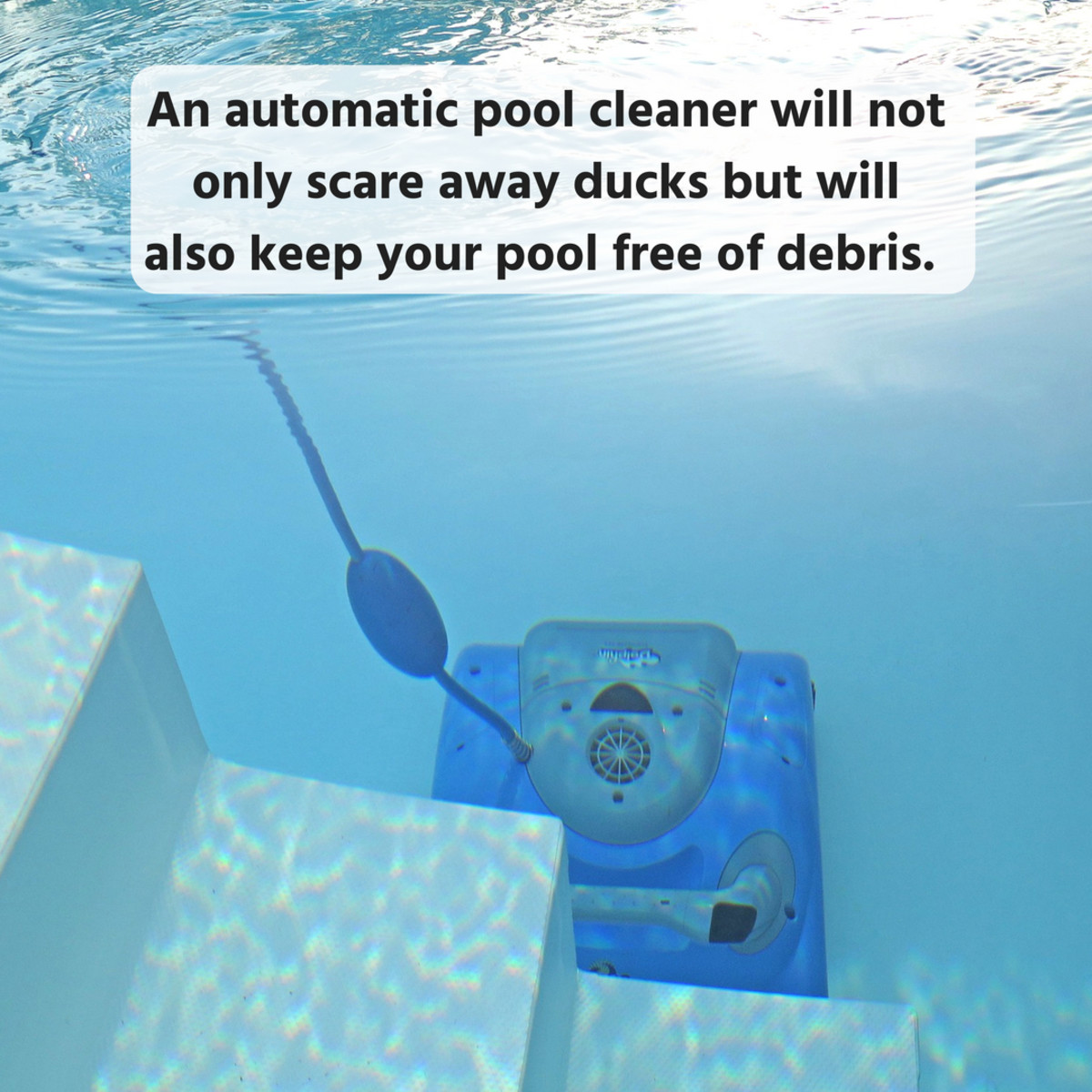 keep ducks out of pool