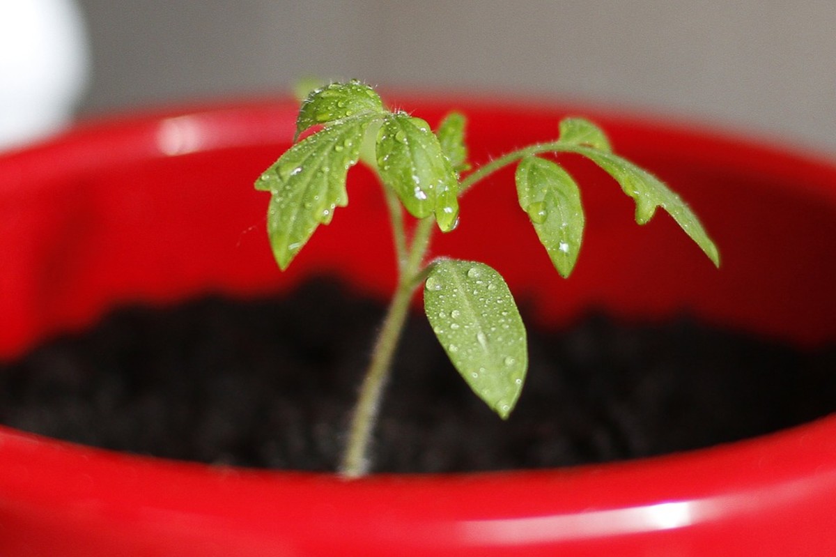 Tomato plants will do best when planted one per five gallon or larger container.