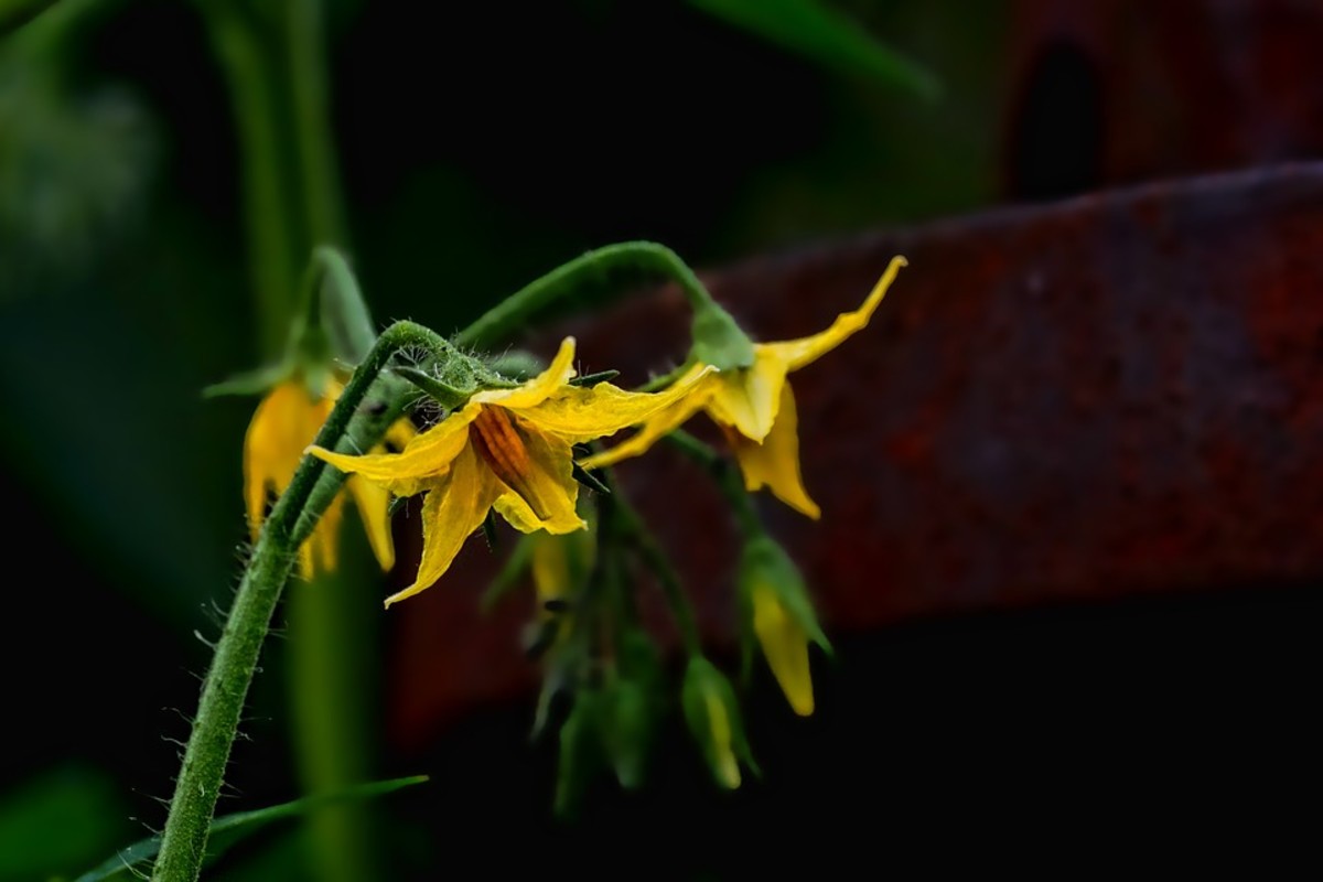Tomato flowers contain both sets of reproductive organs within a single flower, which means that they can be hand pollinated.