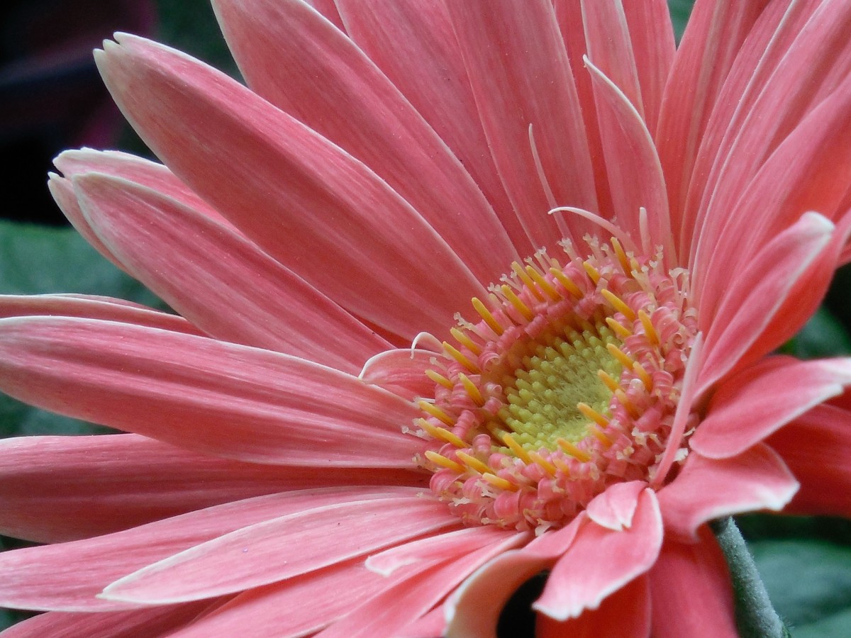 This is a lovely pastel pink Gerbera.