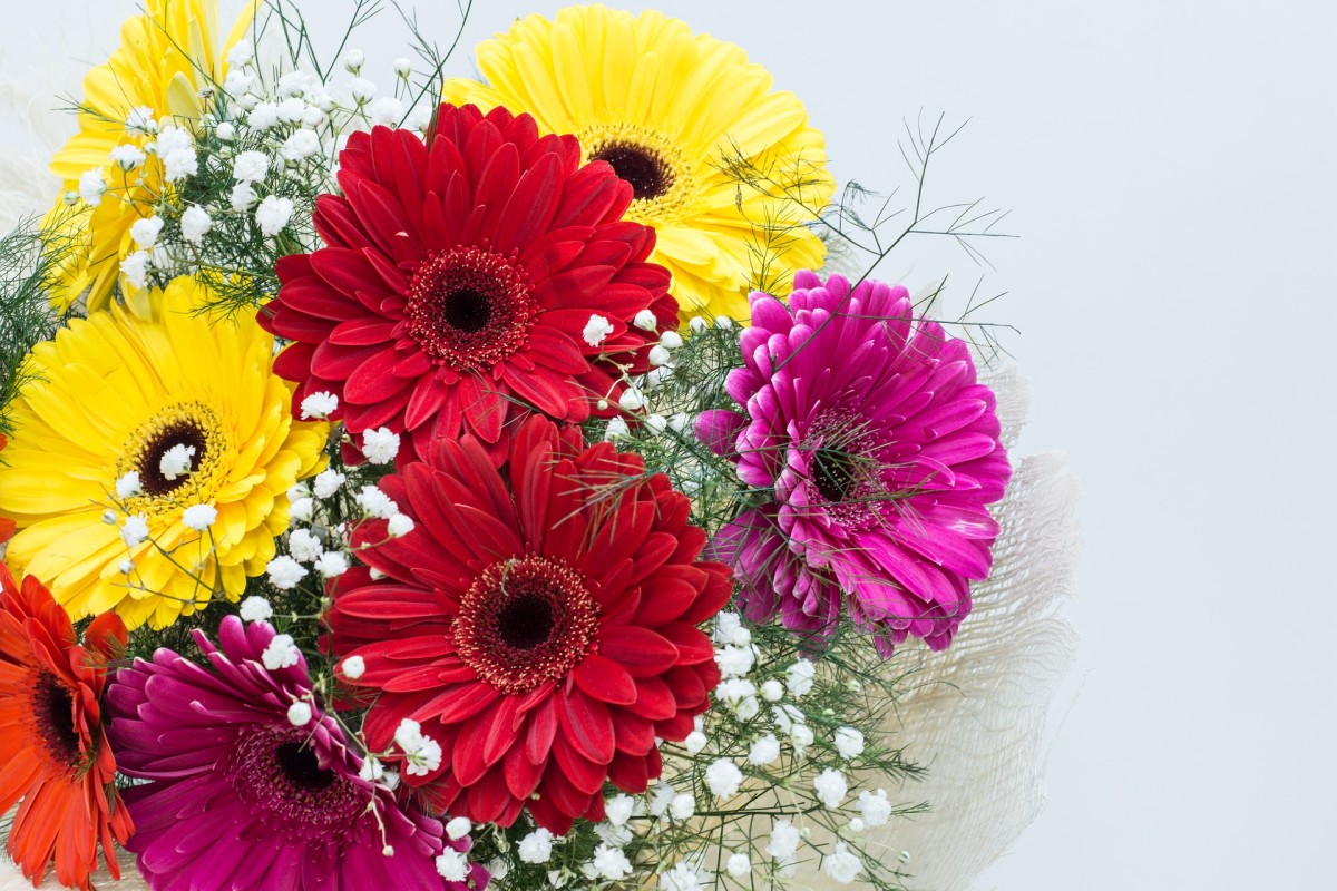 How to Care for the Gerbera Daisy Dengarden