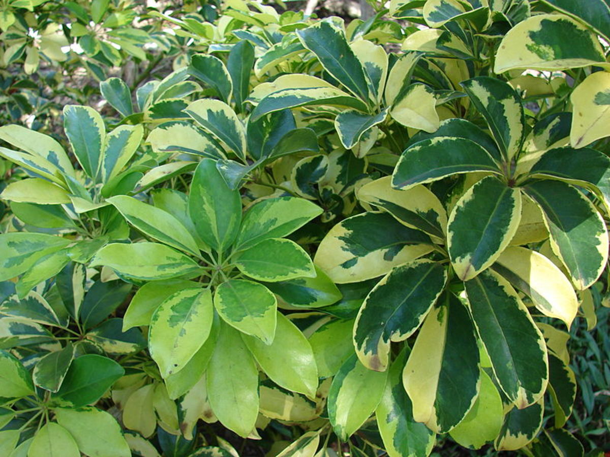 An umbrella plant with variegated leaves