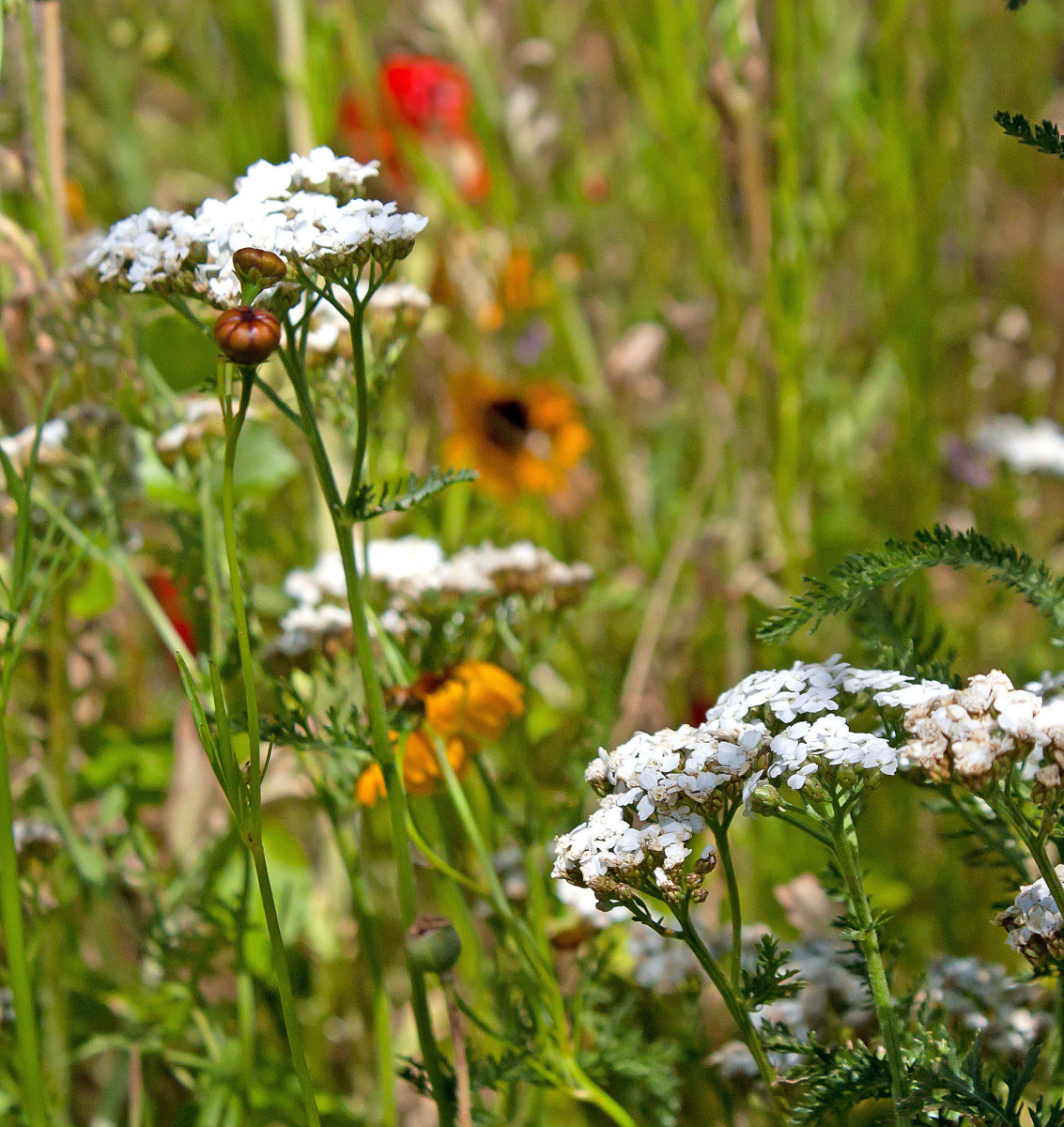 Why Every Serious Gardener Needs To Plant Yarrow Dengarden Home And Garden