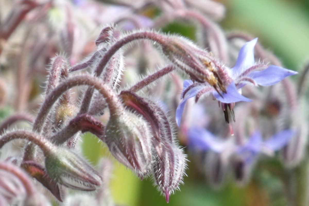 Borage produces masses and masses of flowers. 
