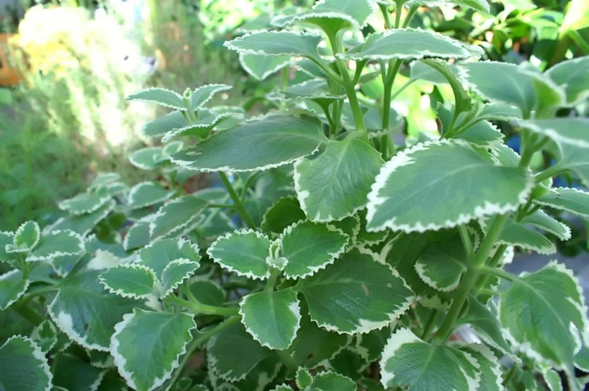Plectranthus amboinicus 'Variegata' makes a very attractive ornamental plant.