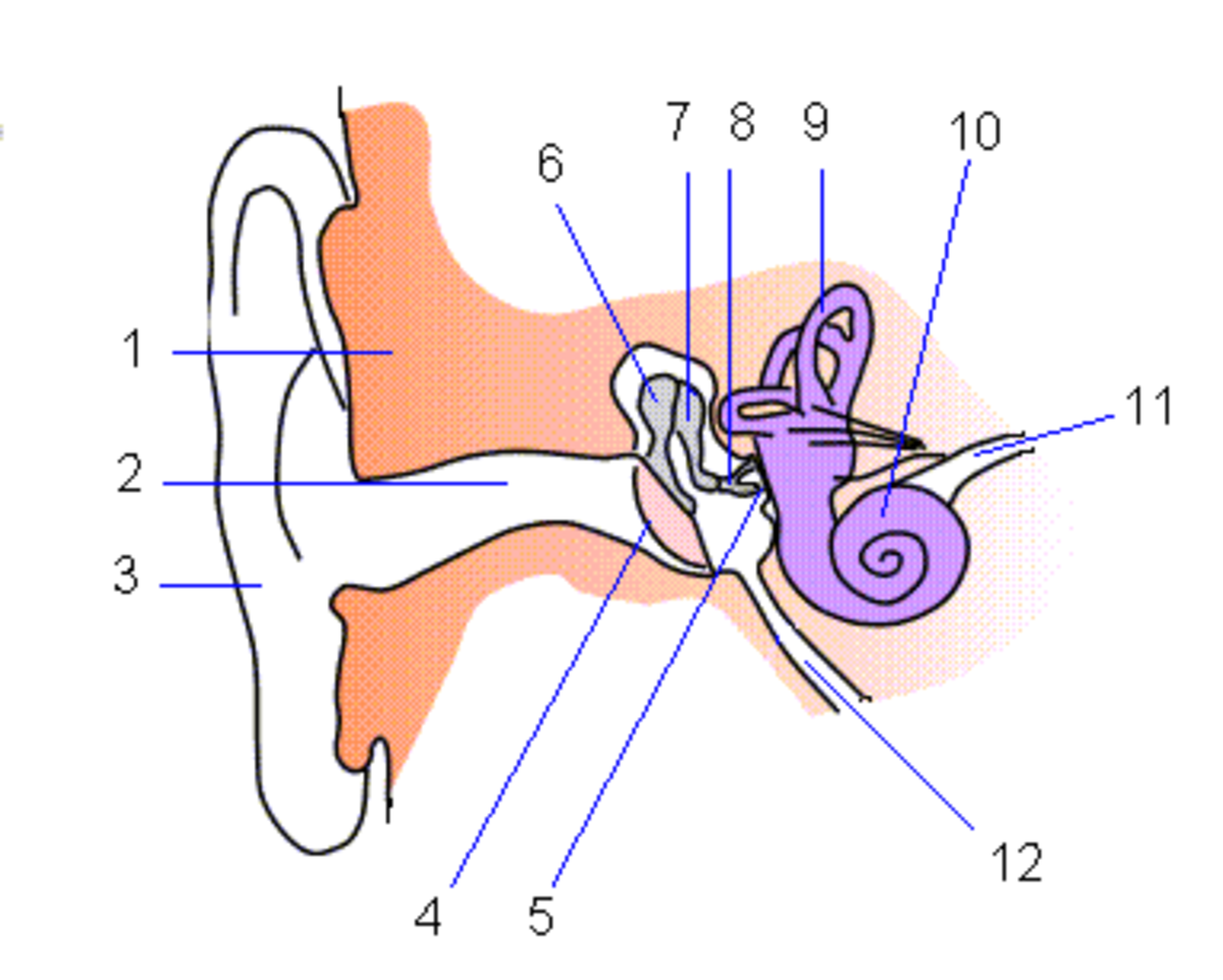 Determining the source of the hearing loss is important. A conductive hearing loss is generally correctable and involves the external and middle ear components (labeled 1-8, and number 12, above). 