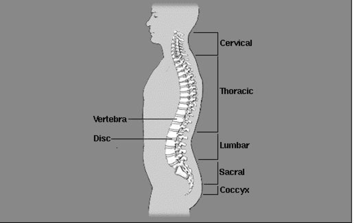 The natural curvature of the spine is illustrated here.