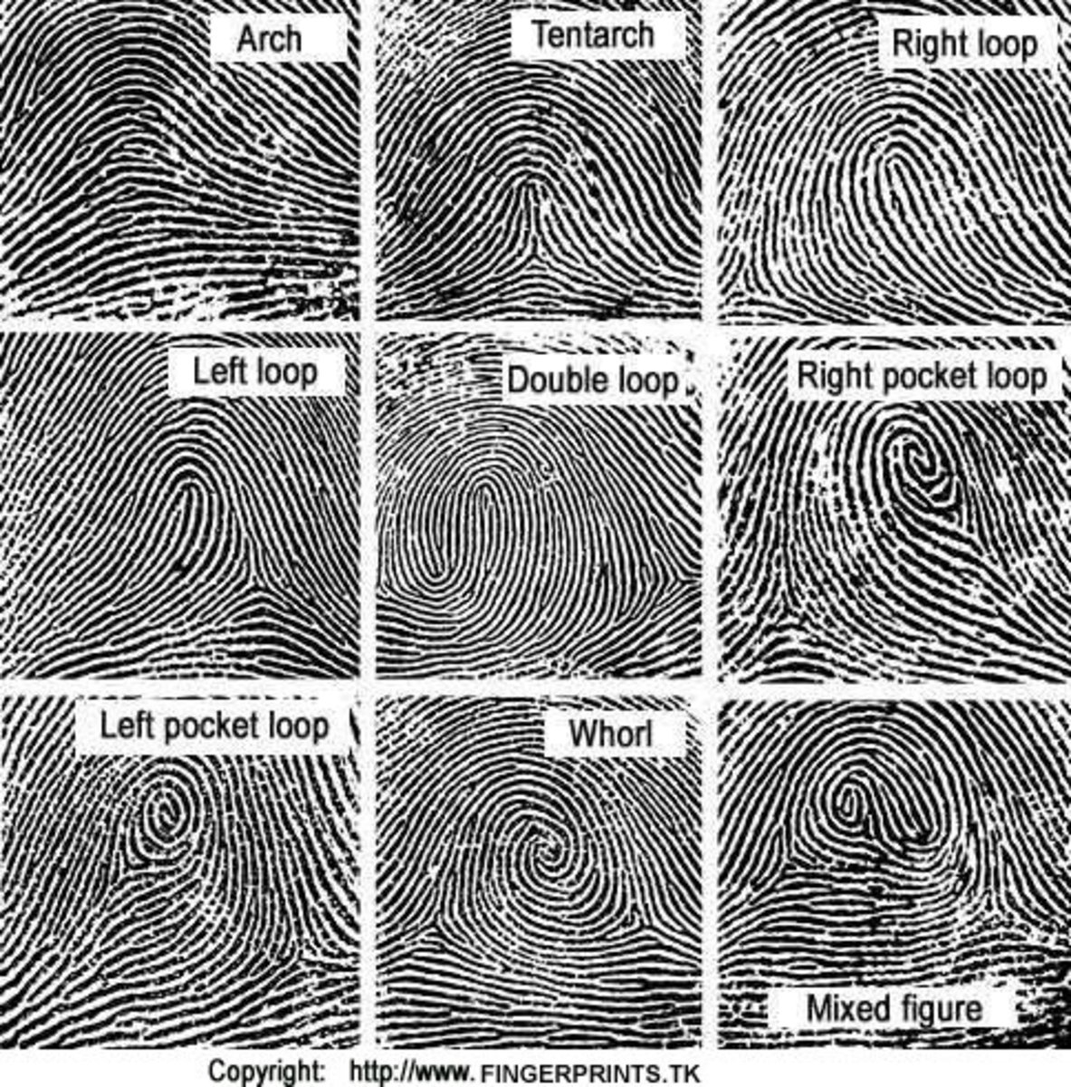 Examples of fingerprint patterns.