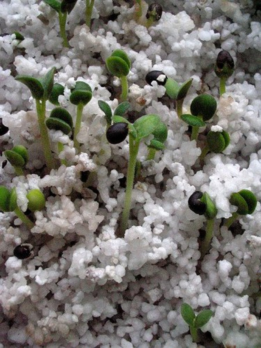 Hydroponic seedlings