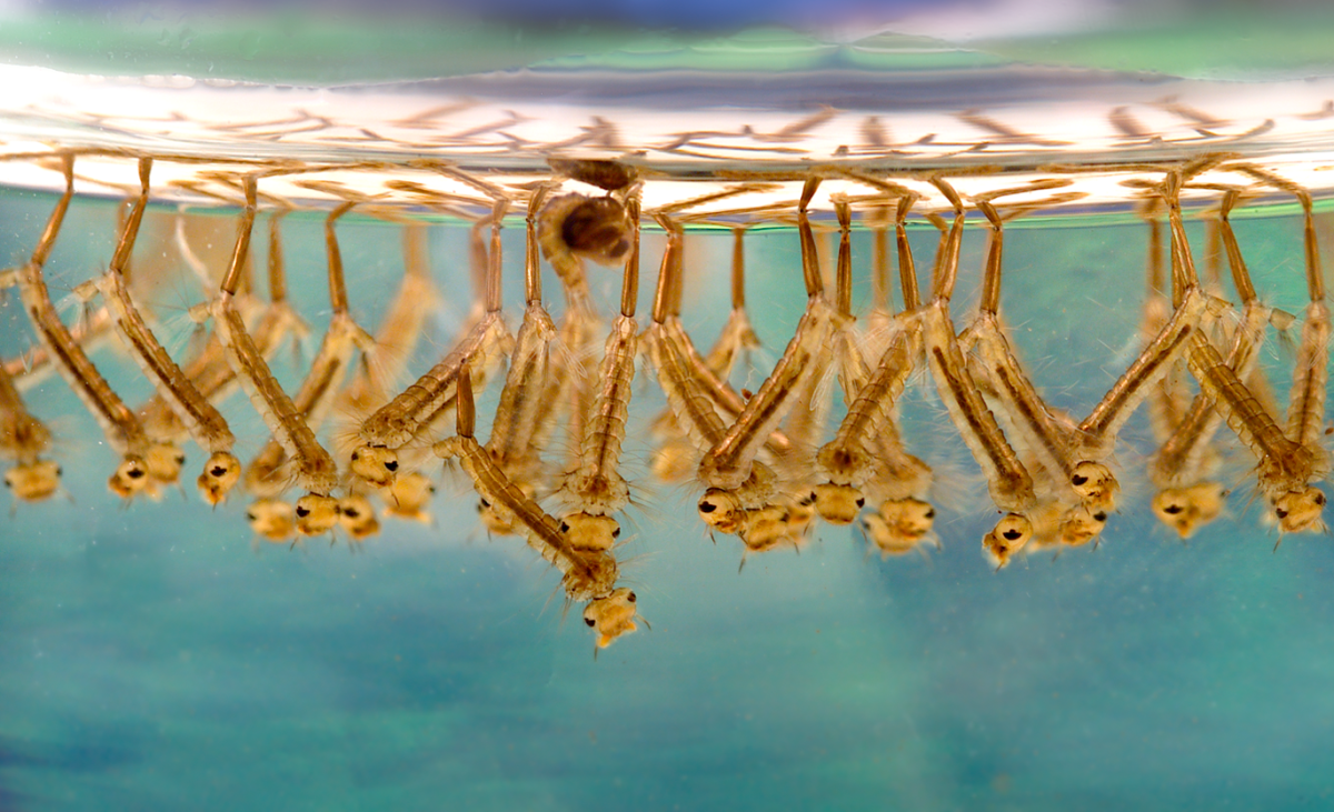 Close-up of mosquito larvae. You can see one in the pupa stage in the middle.