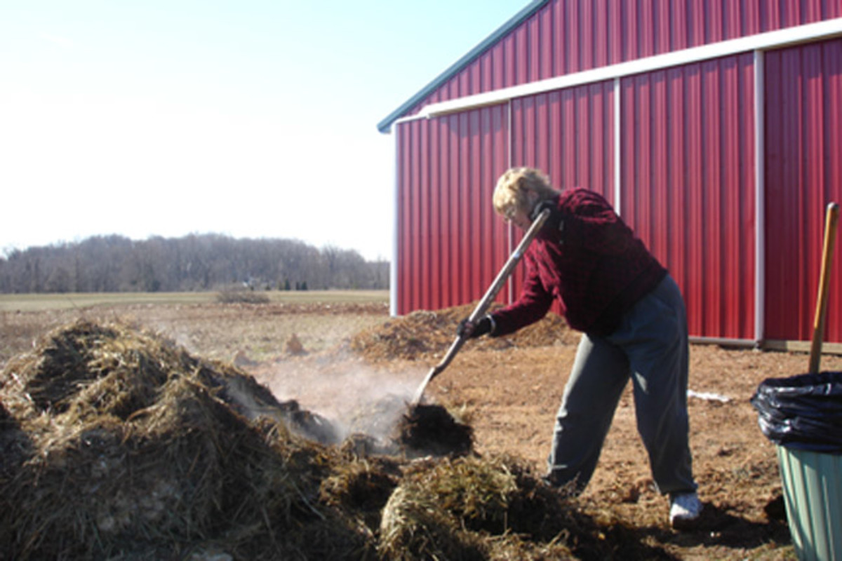 Compost - here I am shoveling chicken poop. Check out the steam. That stuff was pretty warm. This was in February. 