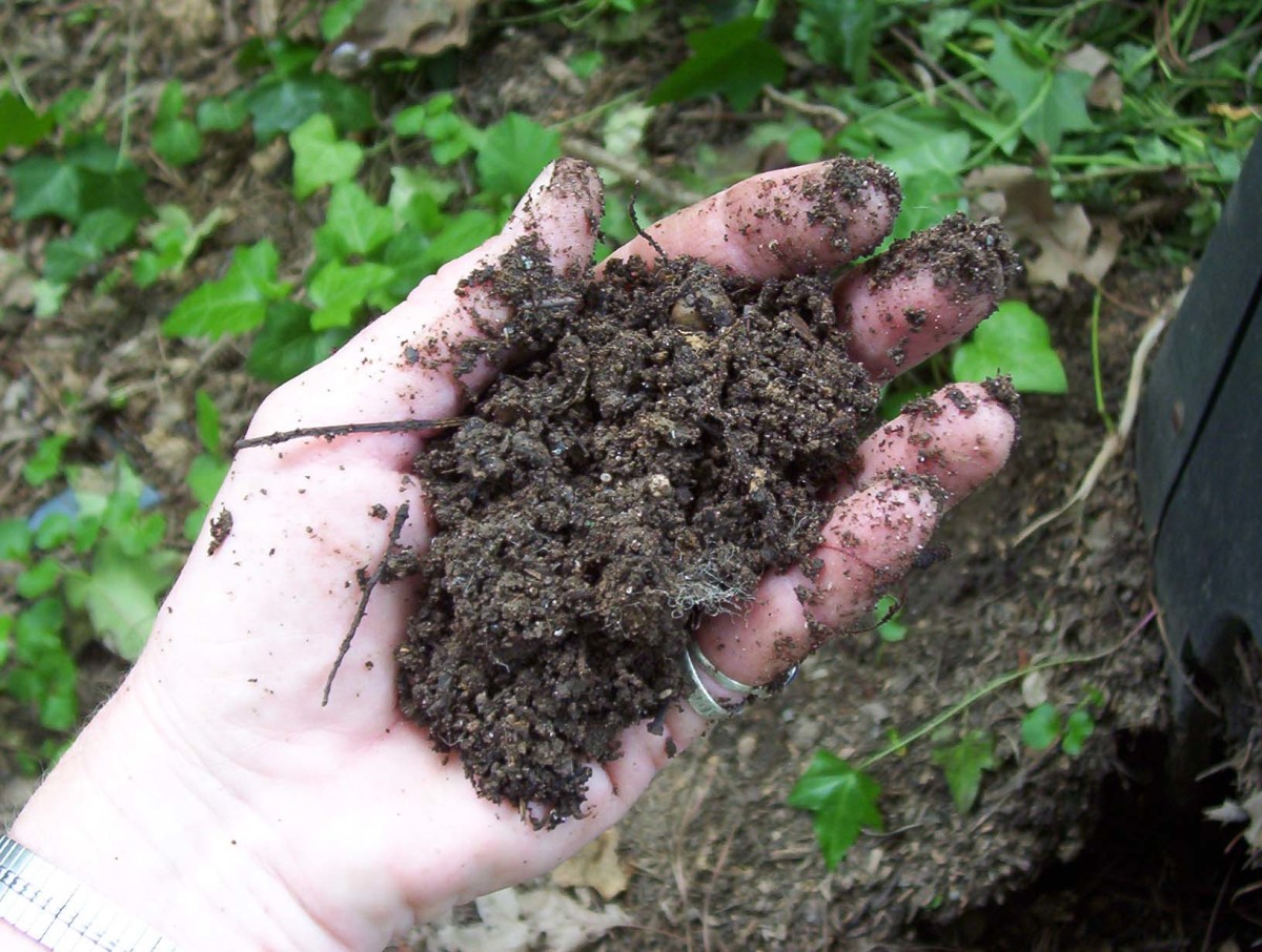 Compost (photo by Dolores Monet)