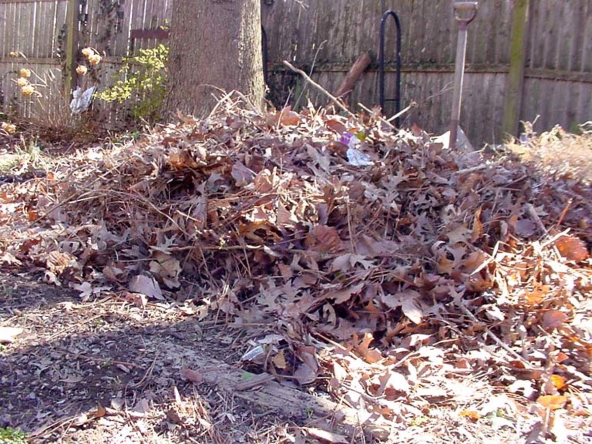 Compost ingredients - raked leaves