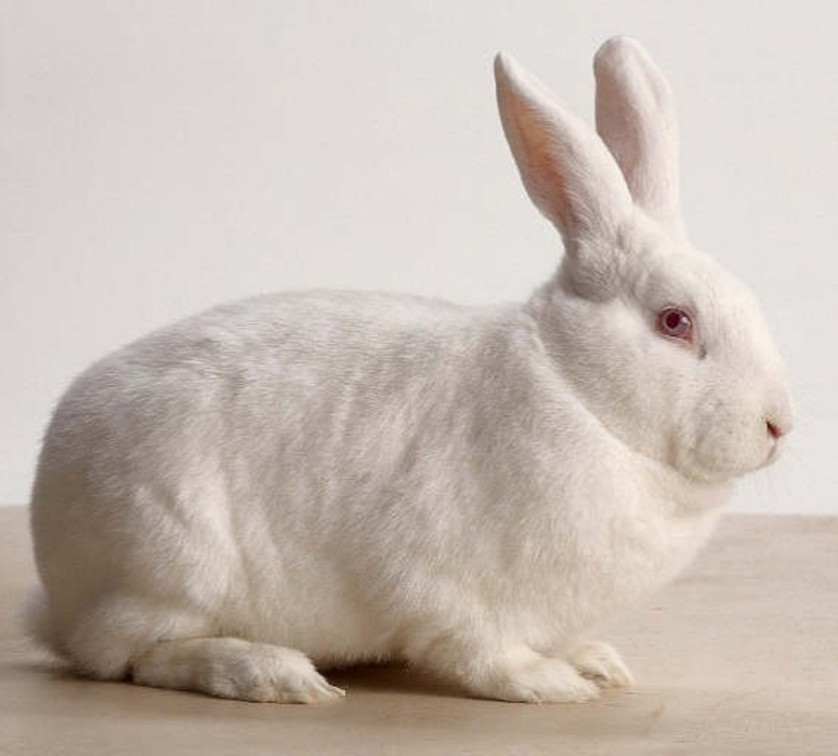 Bunny Breed Guide: New Zealand White 