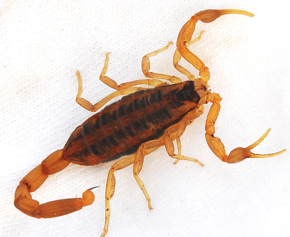 what-to-feed-your-pet-scorpion