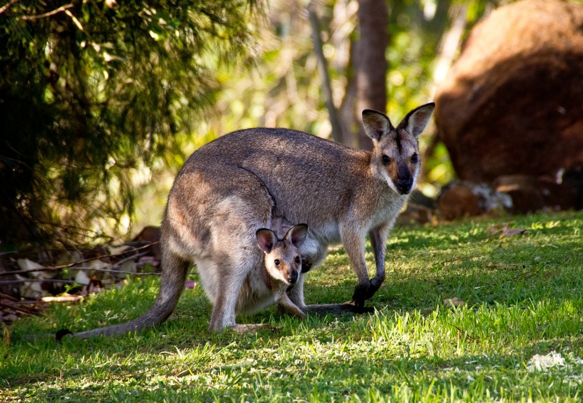 Planning an Australian Vacation: Should I Visit Brisbane or Sydney?