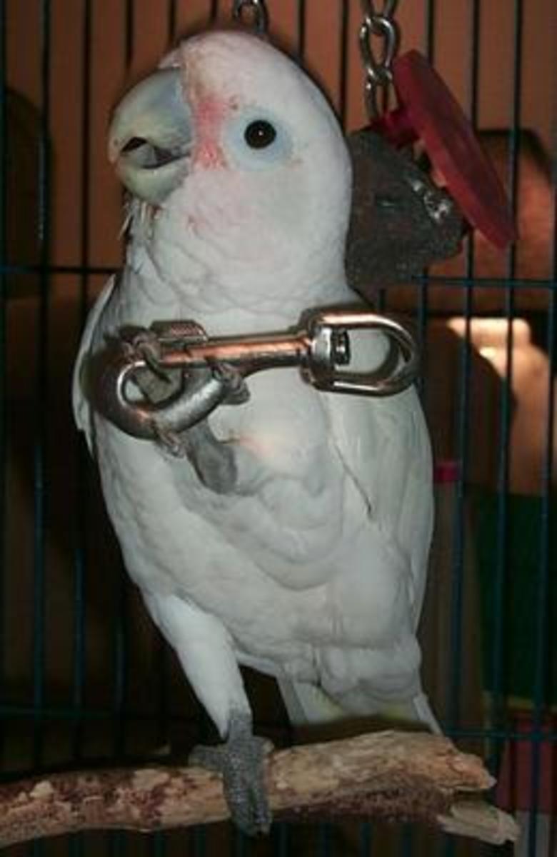 The Evil Scheming of a Vicious Cockatoo