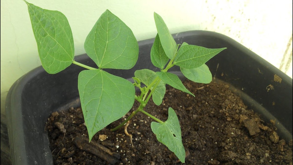 Beans have somewhat large seeds, so they're easy for kids to handle and the plants form beautiful vines as they grow. 