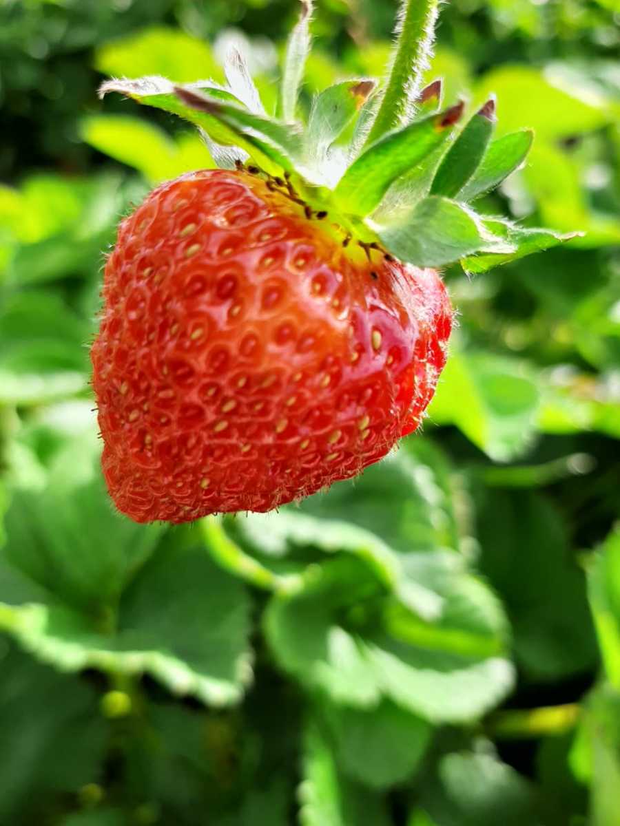 Strawberries are easy to grow and delicious to eat 