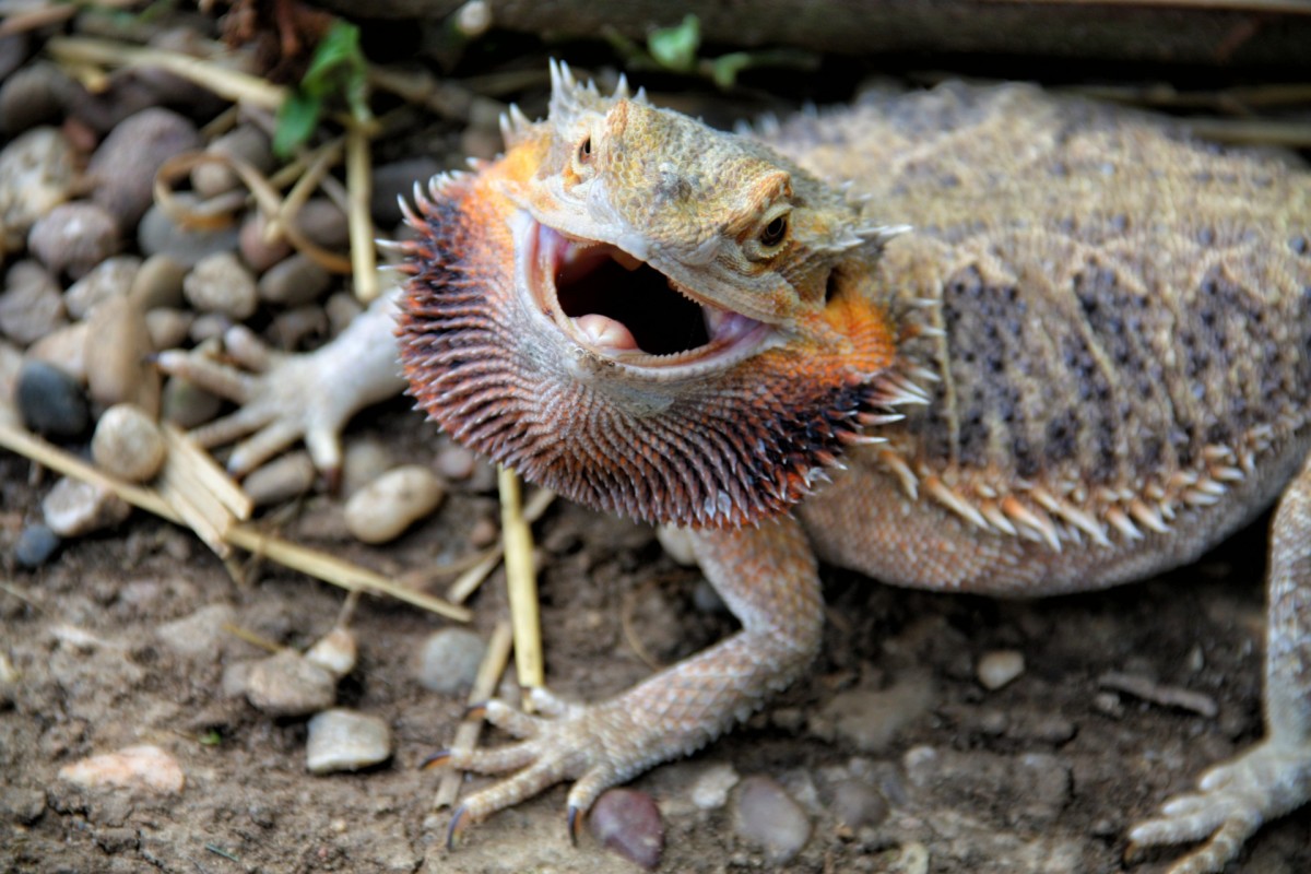 How To Take Care Of A Bearded Dragon For Beginners PetHelpful
