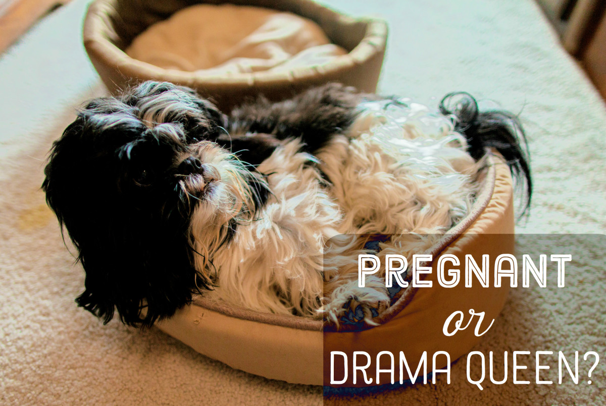 Signs Your Dog Is Pregnant - PetHelpful