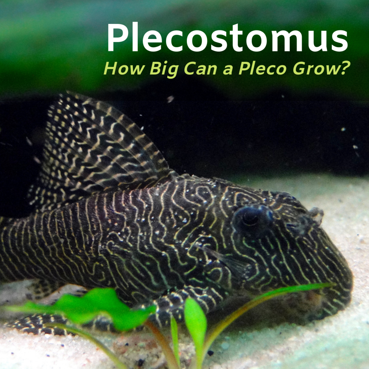 The pleco is a long-lived fish that typically grows to about 18 inches, though some are larger. Learn more about these distinctive fish.