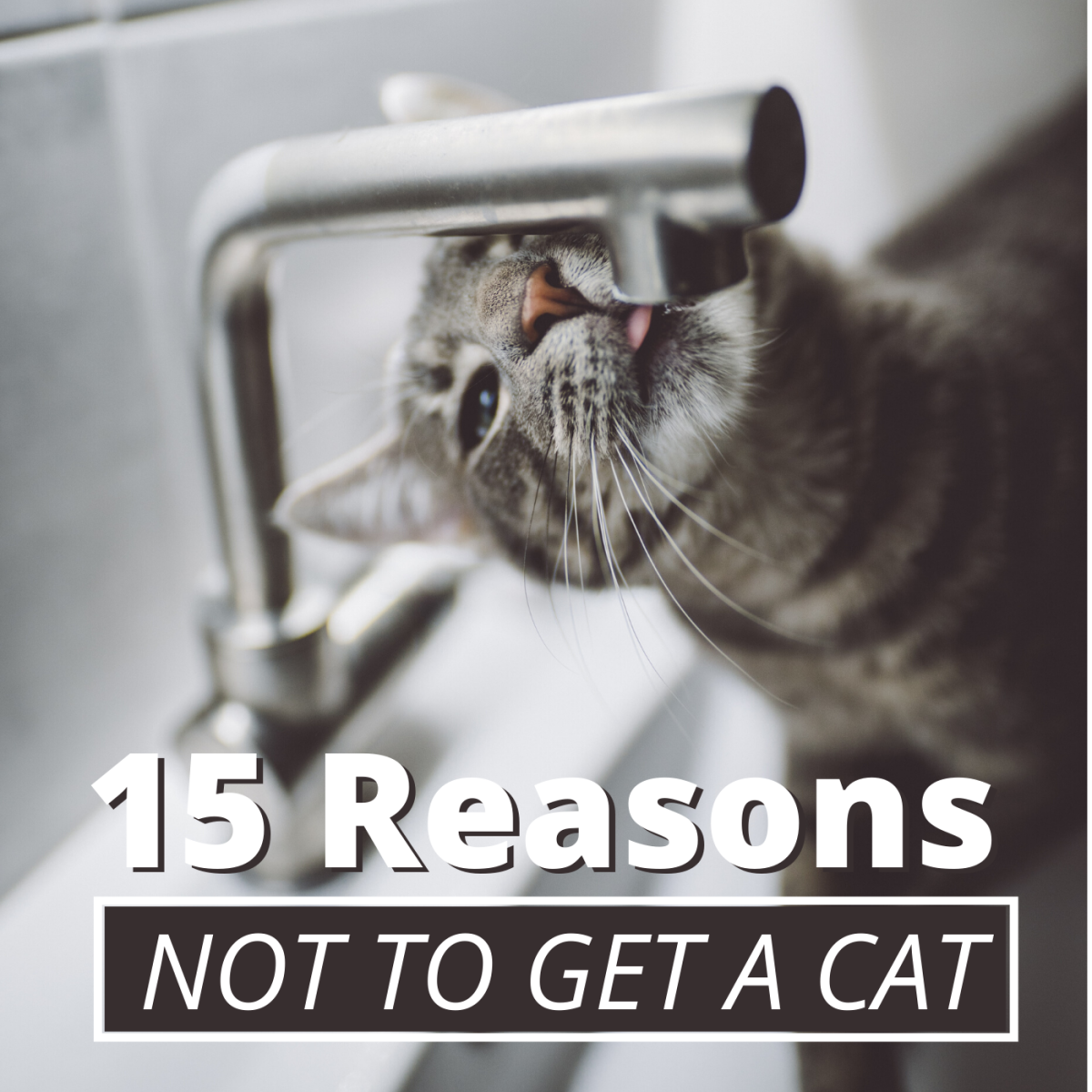 15 Reasons Not to Have a Pet Cat - PetHelpful