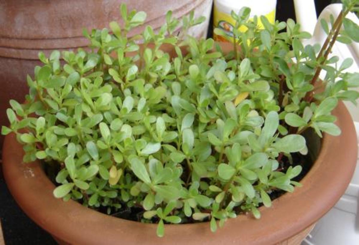 A modern cultivar, Portulaca oleracea var. sativa, grows more upright than the original wild plants.