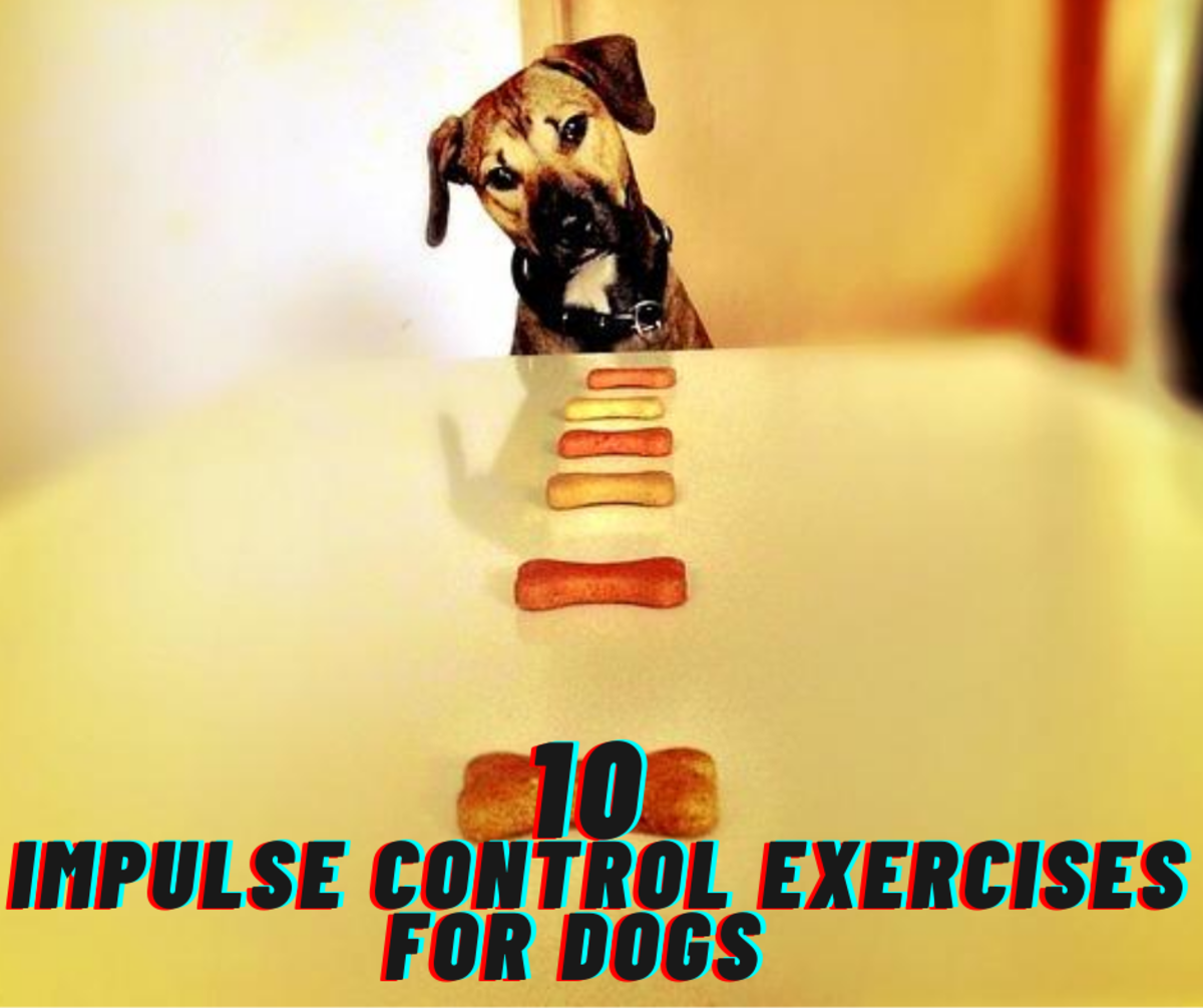 Impulse Control Games For Dogs