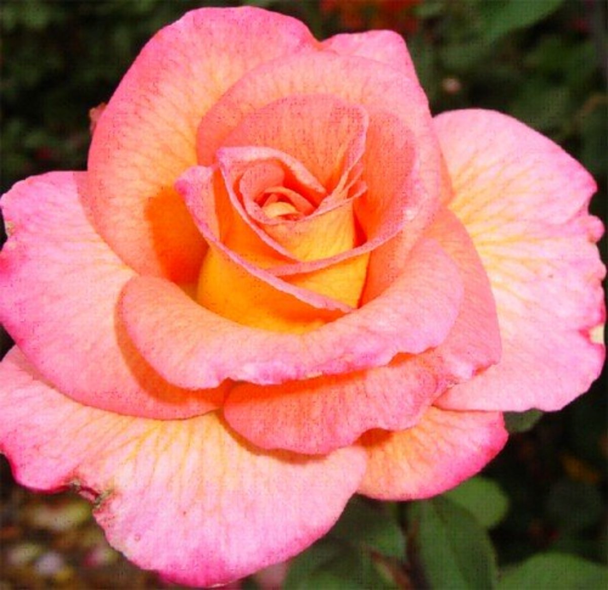 How To Plant And Prune Rose Bushes With A Photo Gallery Of Roses Dengarden Home And Garden