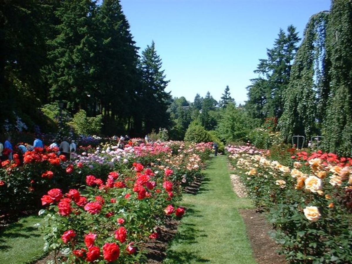 Rose Garden in Portland, Oregon (The City of Roses)
