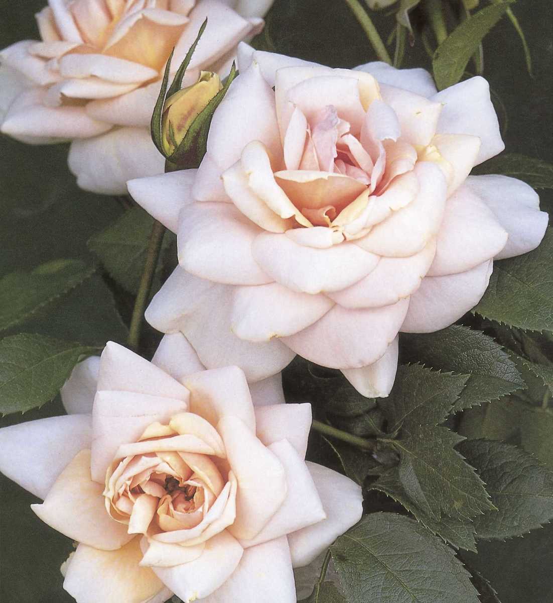 Champagne Moment: Cream colored and tipped with pink roses