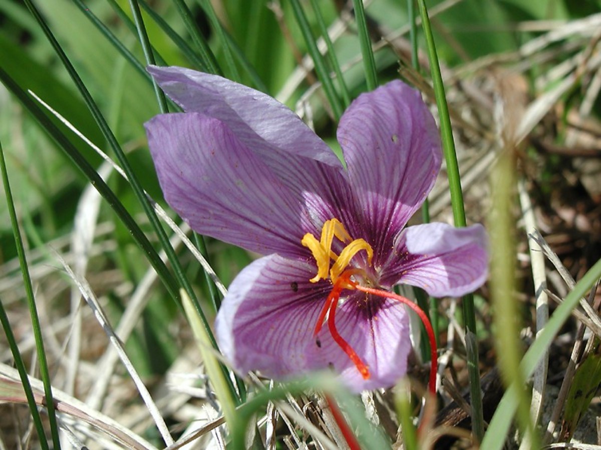 The bright red stigmas of the saffron crocus are dried and used to produce the cooking spice saffron.