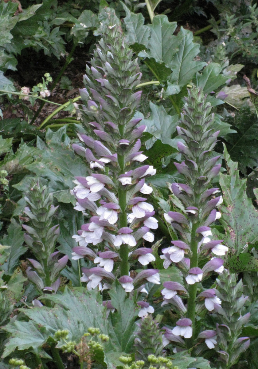 Acanthus mollis, commonly known as bear's britches or oyster plant. features smooth leaves and tall spikes of purple and white flowers.