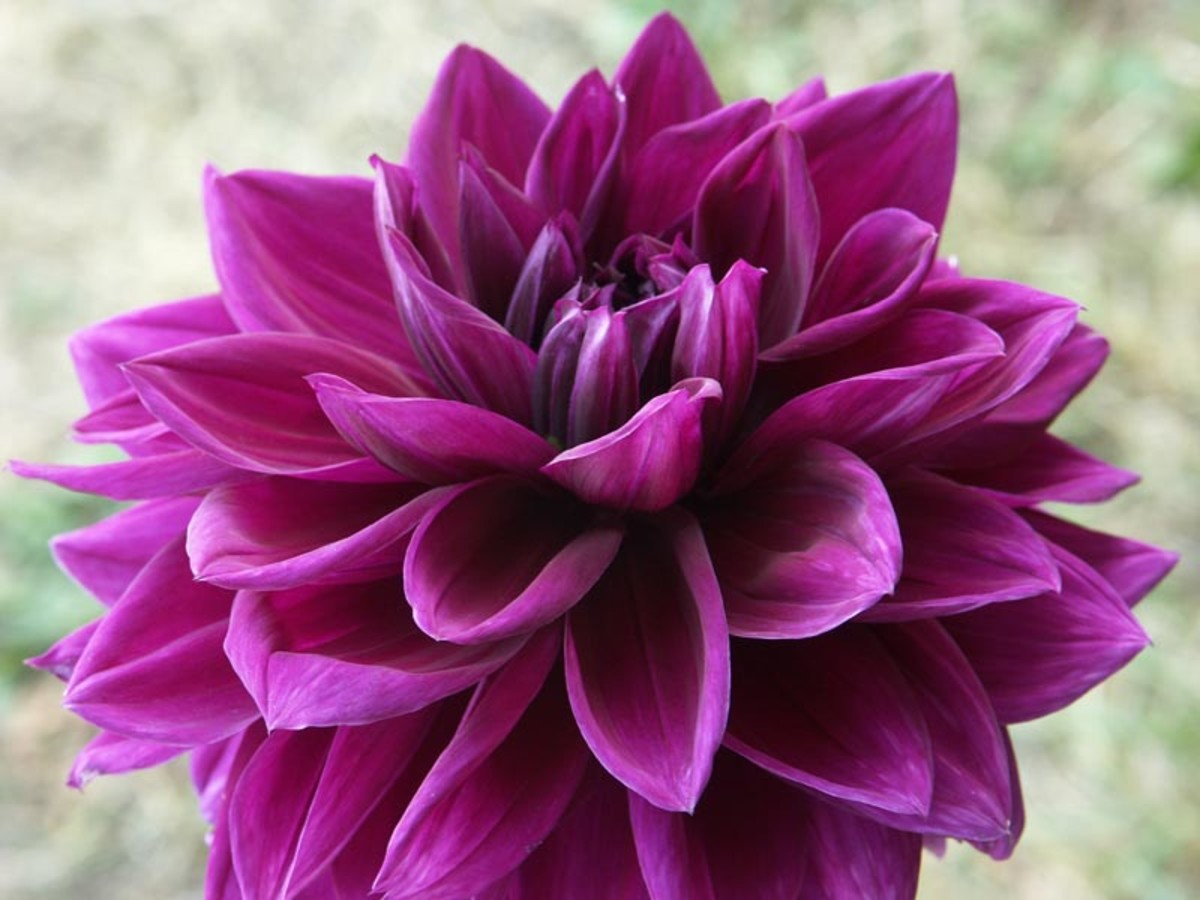 This dahlia is called "Thomas Edison." Their deep purple petals grow to form a flower between 6 to 8 inches across. 