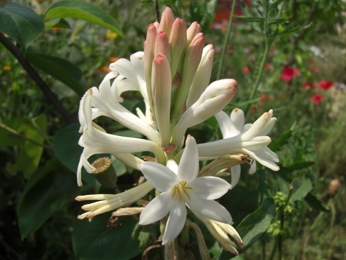 The tuberose is a night-blooming plant native to Mexico.