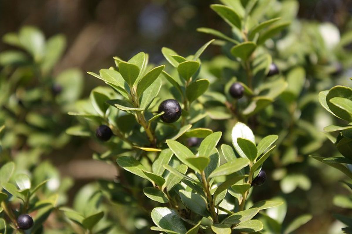 Japanese Holly: Fruit and Foliage