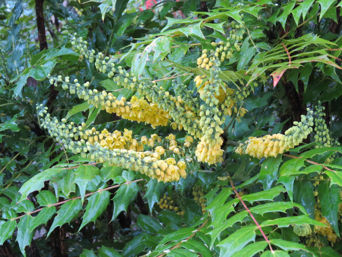 Mahonia's blossoms and leaves from afar.
