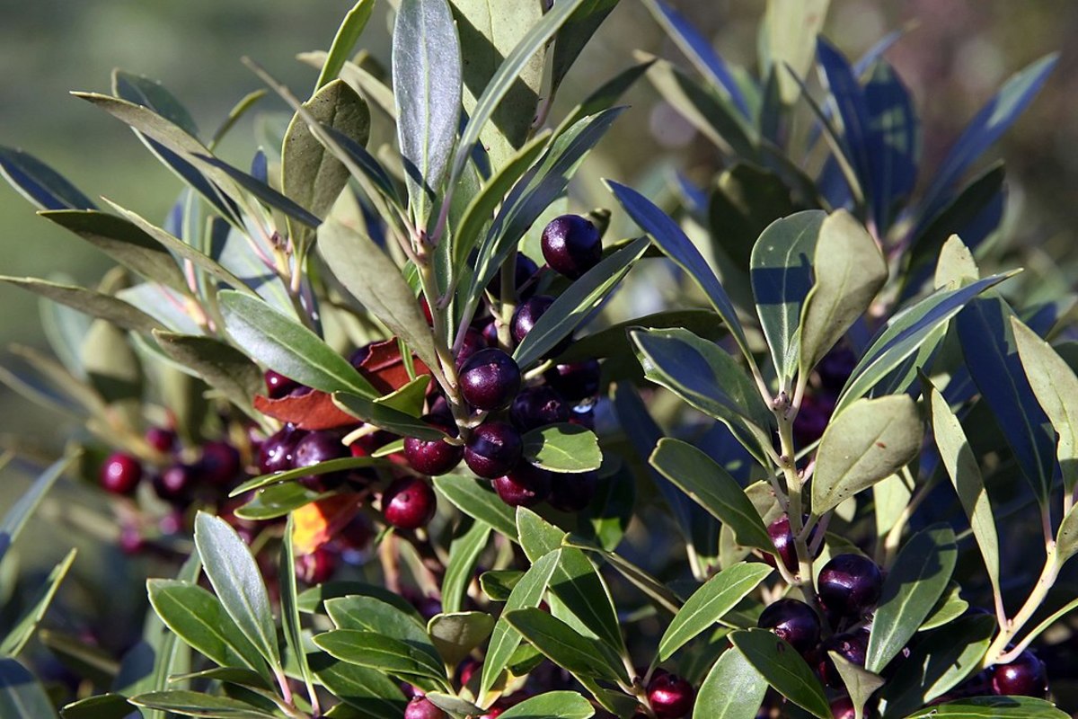 The Inkberry's berries are black and inedible.