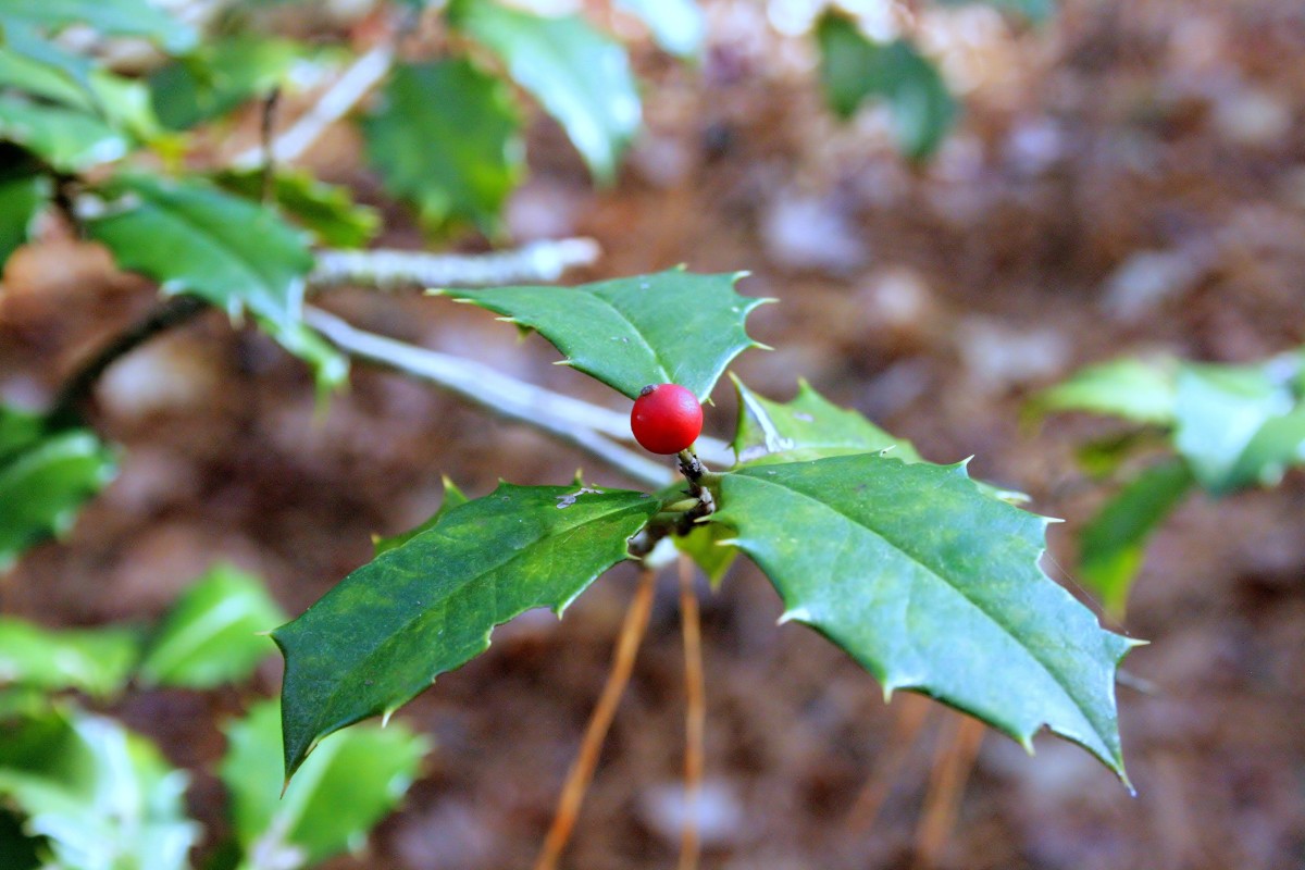 A close-up of the American holly's spiky leaves and red berries. 