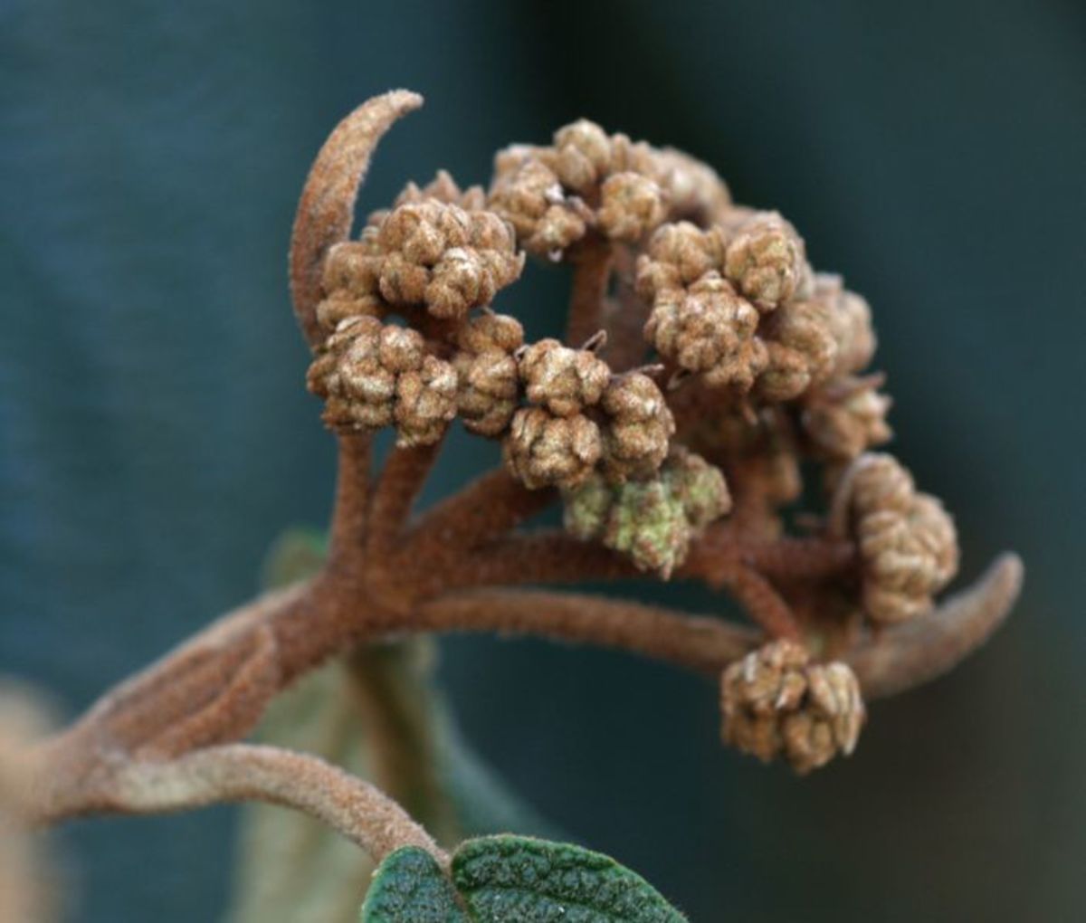 Leatherleaf Arrowwood Flower Bud 