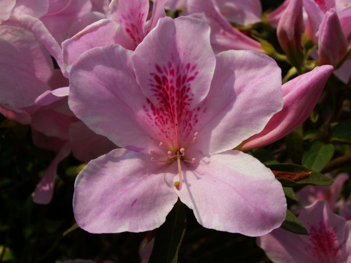 Pink is one option of Azalea flower color.