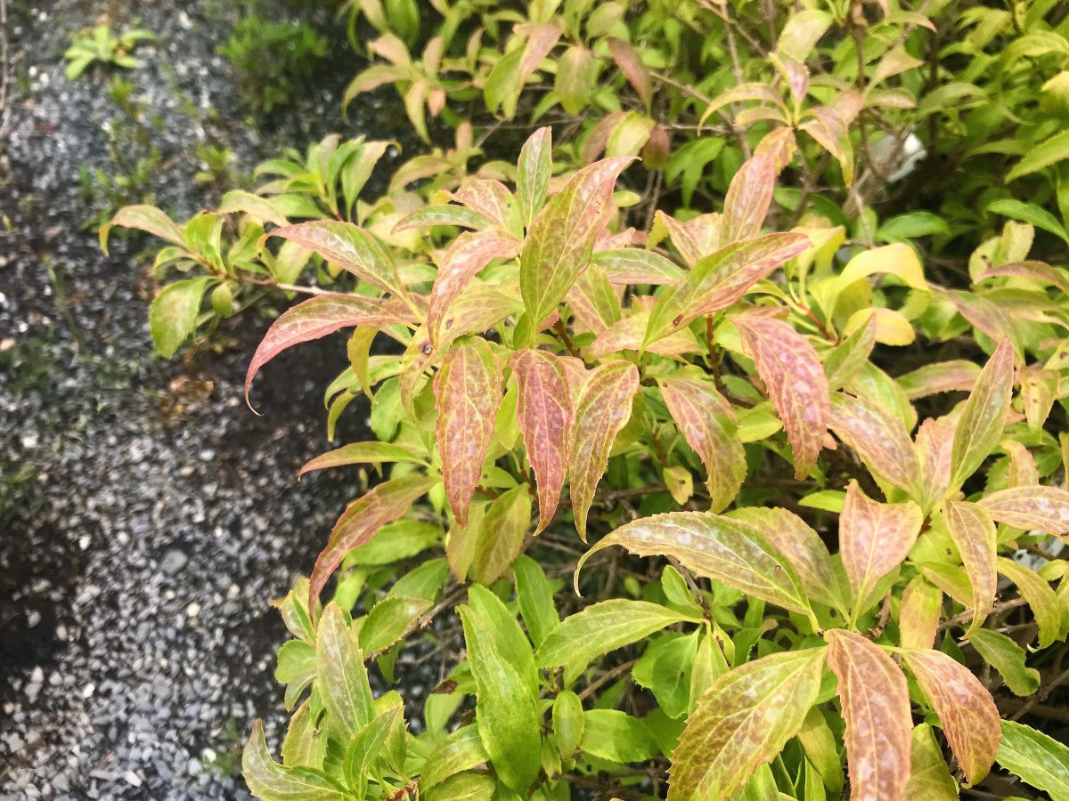 Forsythia leaves have a tinge of yellow and red.