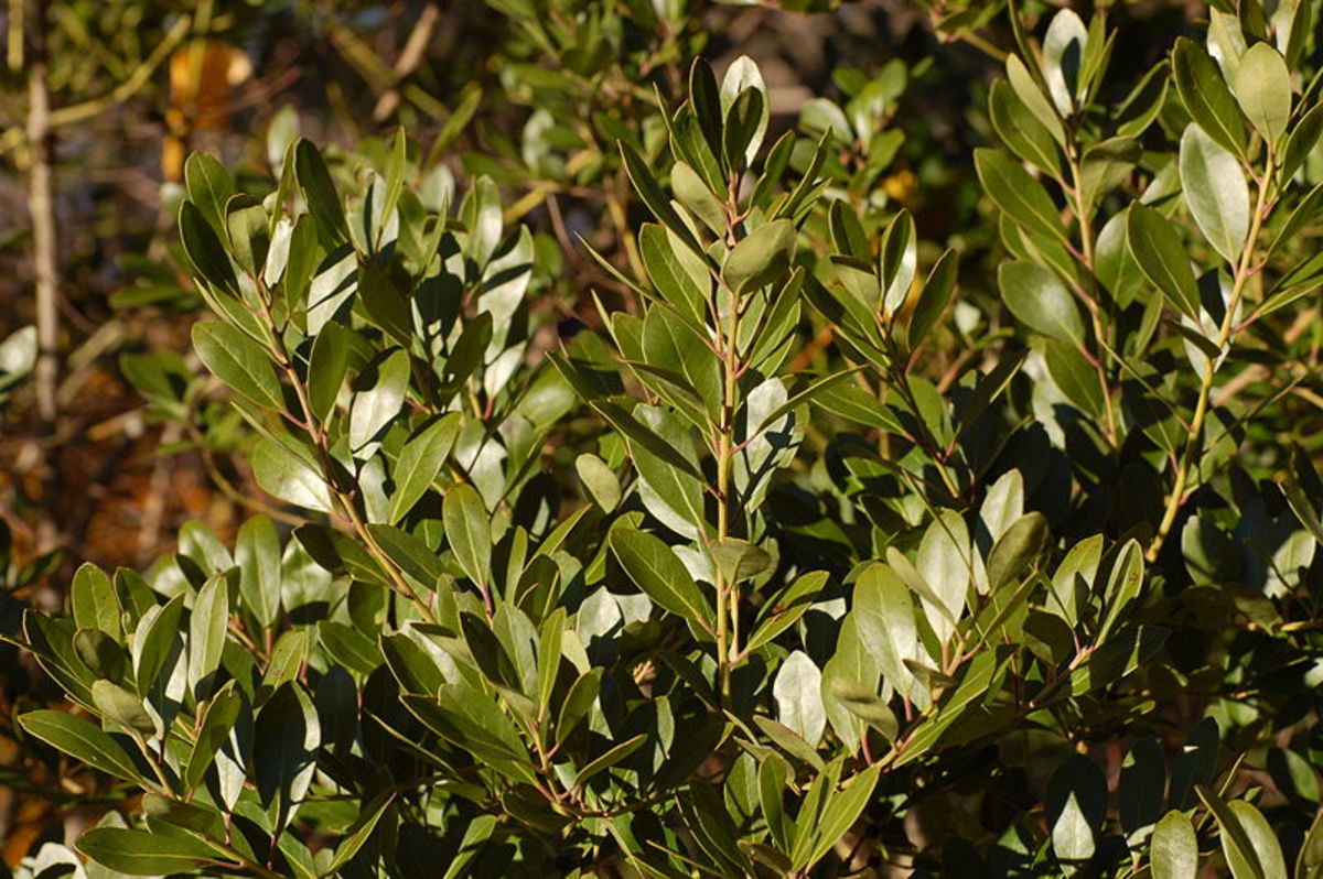 Inkberry Foliage