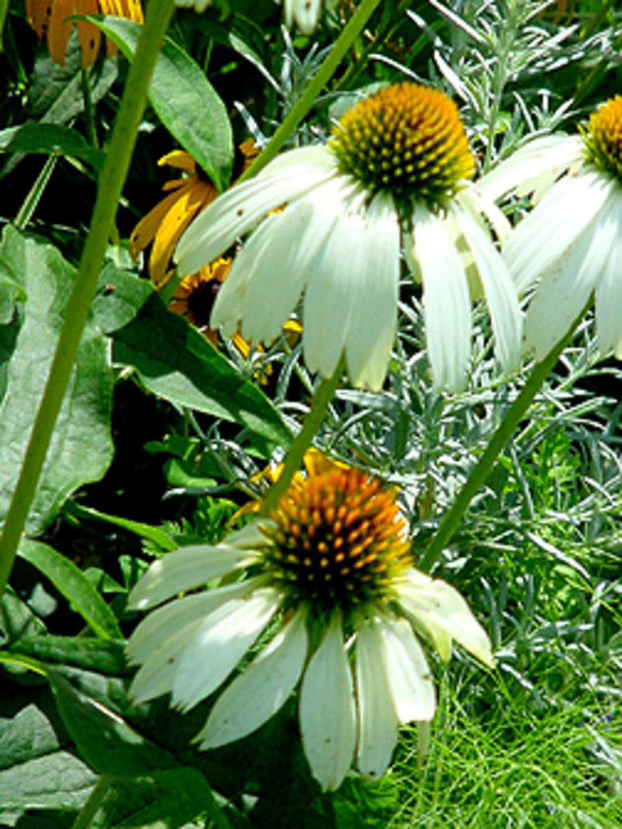 White coneflowers are native plants