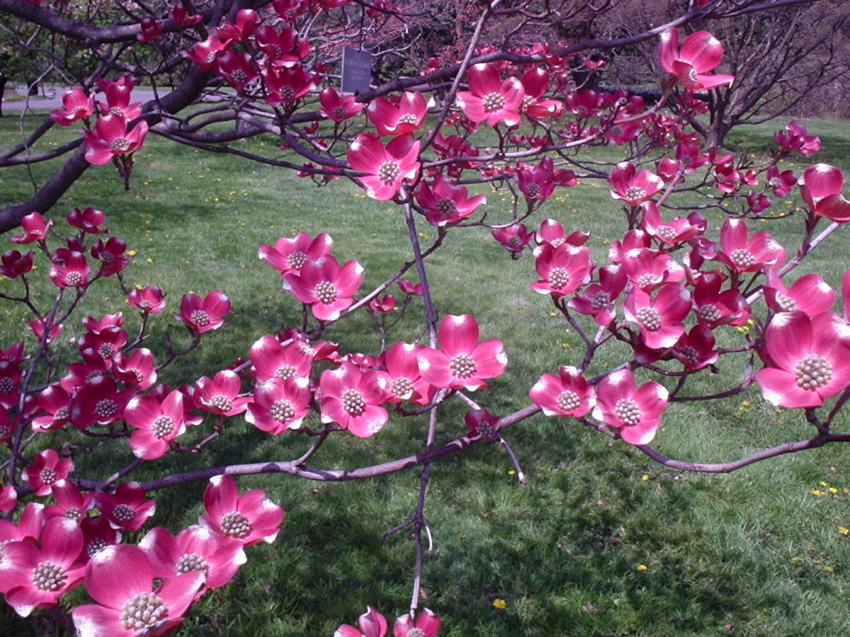 Plants That Grow in the Shade Dengarden