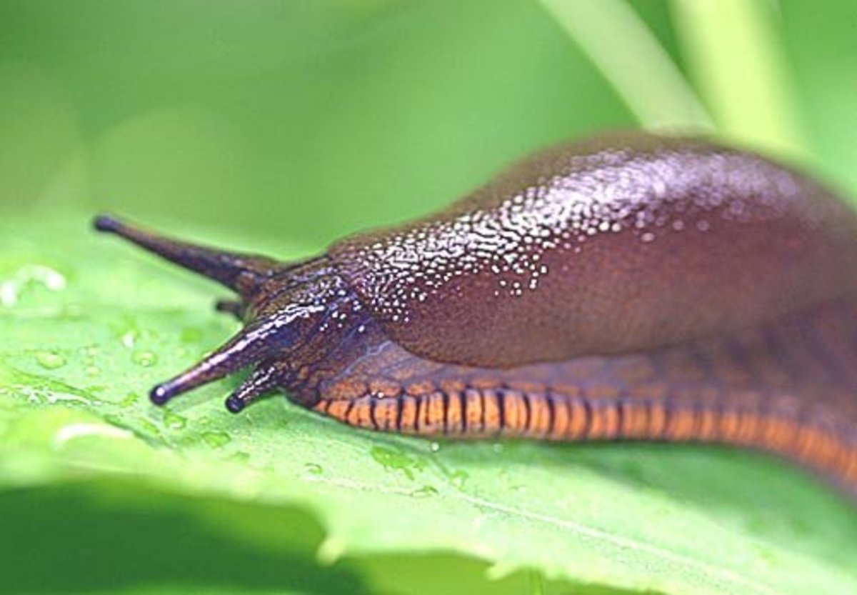 Slugs typically eat broad-leaf vegetables.