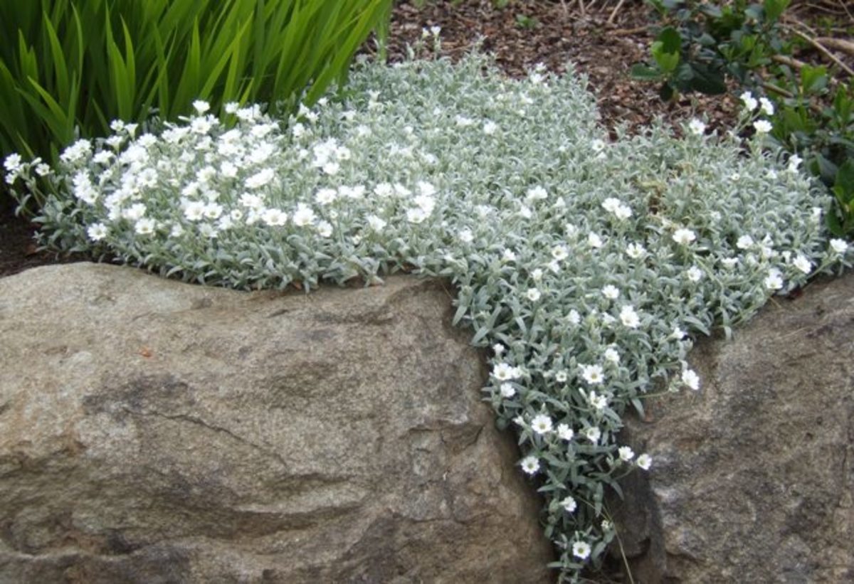 names of ground cover plants