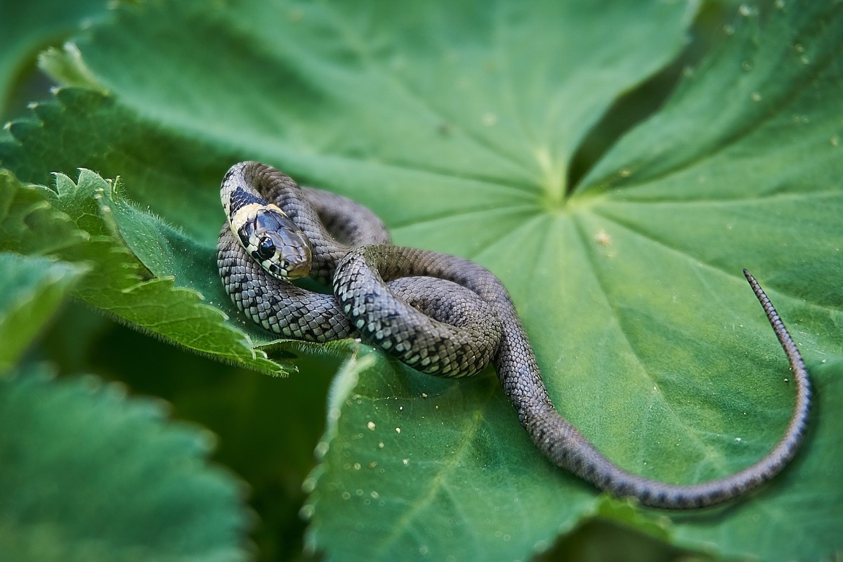 Attracting snakes to your garden will unfortunately mean that—in addition to insects and rodents—some toads, frogs and other smaller creatures will also likely become prey for these slithering predators. 