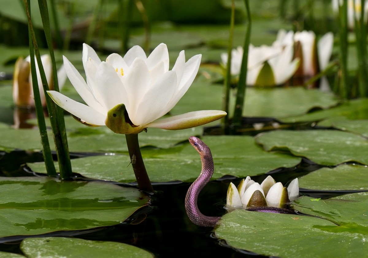 A grass snake admiring a water lily.